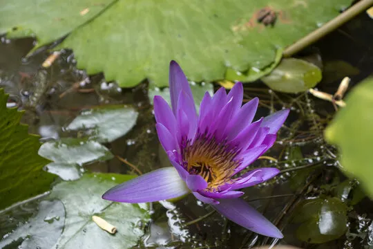 牛彩网预测信息解析：数据结构与内容参考框架深度说明